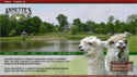 Annette's Alpacas